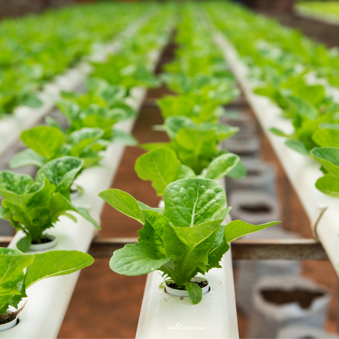 The Role of CO2 in Hydroponics: Boosting Plant Growth for Maximum Yield